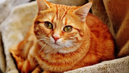 Wellness爱宠学院丨新手养猫，从选对幼猫粮开始！