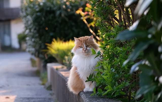 俊宝爱宠学院丨新手铲屎官注意！猫咪化毛很重要